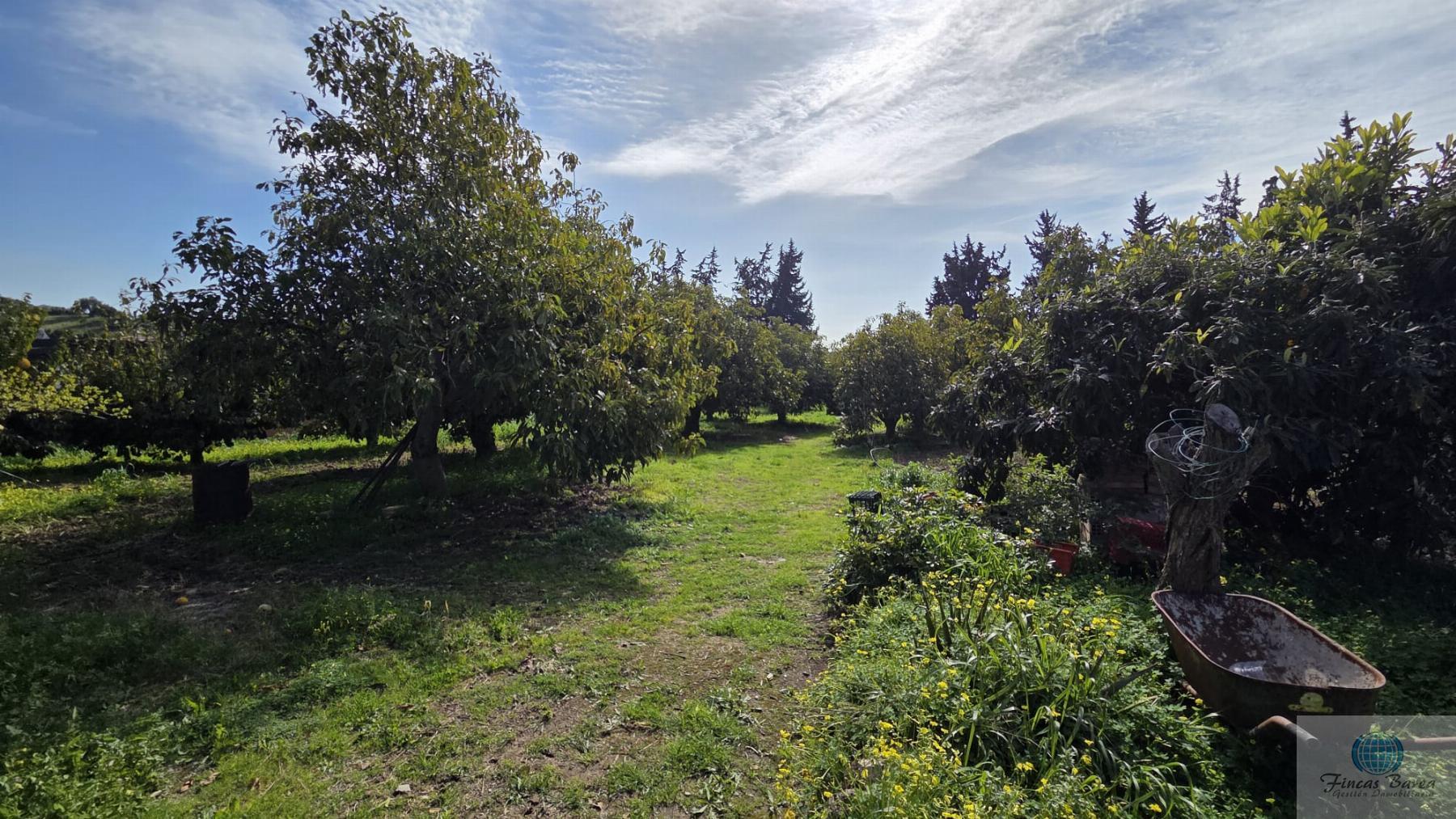 Venta de finca rústica en Mijas
