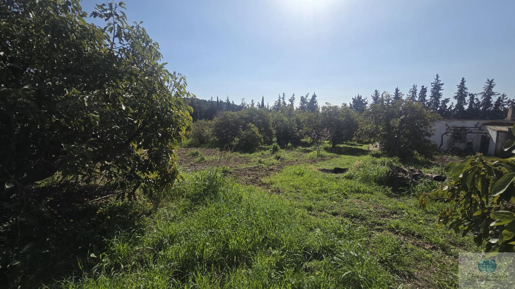 Venta de finca rústica en Mijas