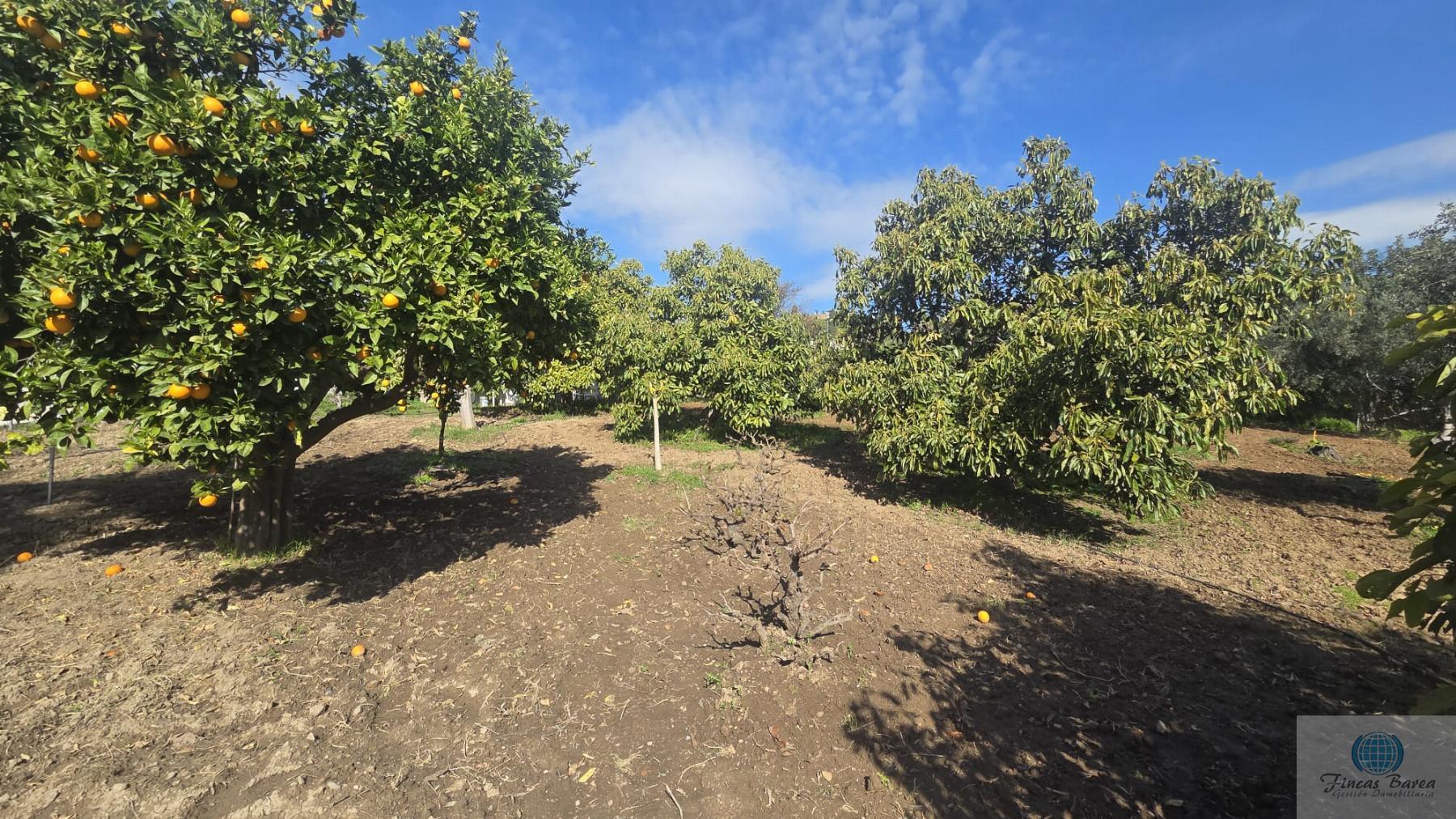 Venta de finca rústica en Mijas