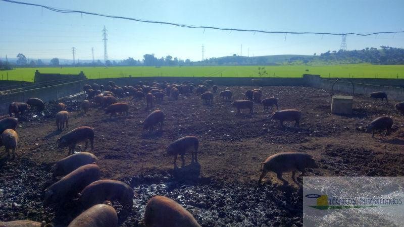For sale of rural property in Mérida