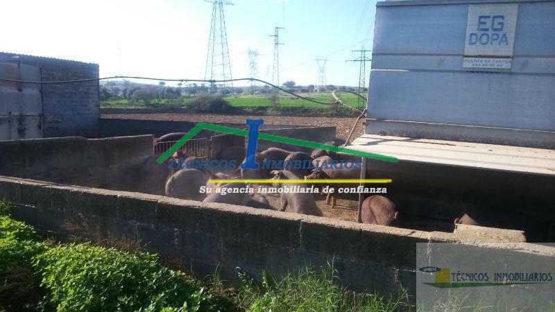 Venta de finca rústica en Mérida