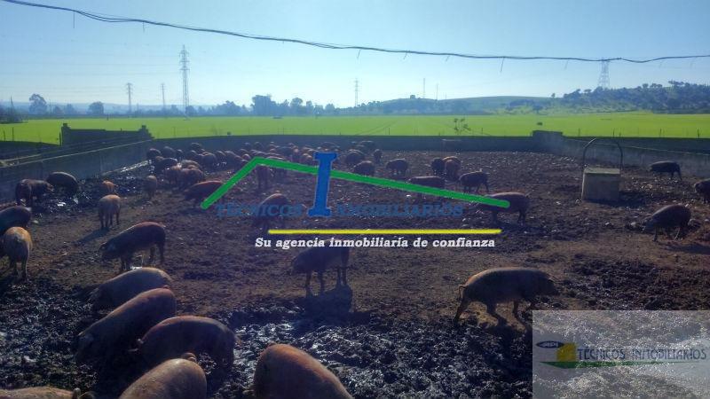 Venta de finca rústica en Mérida