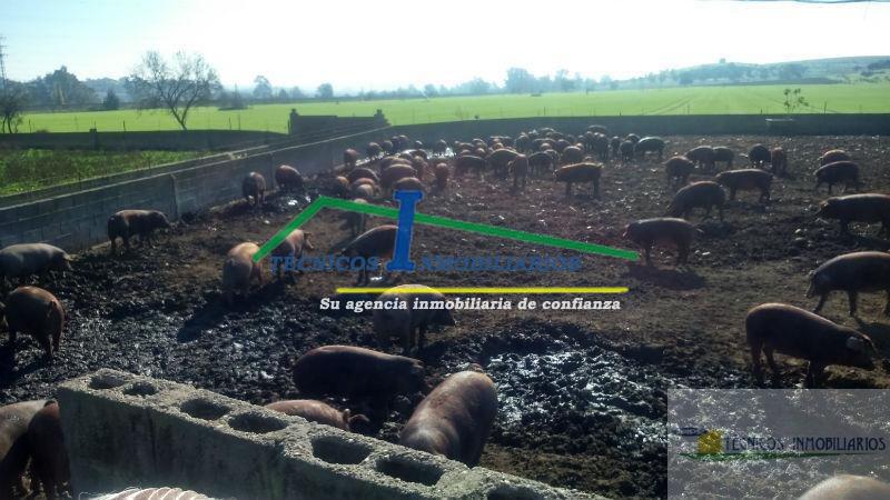 Venta de finca rústica en Mérida
