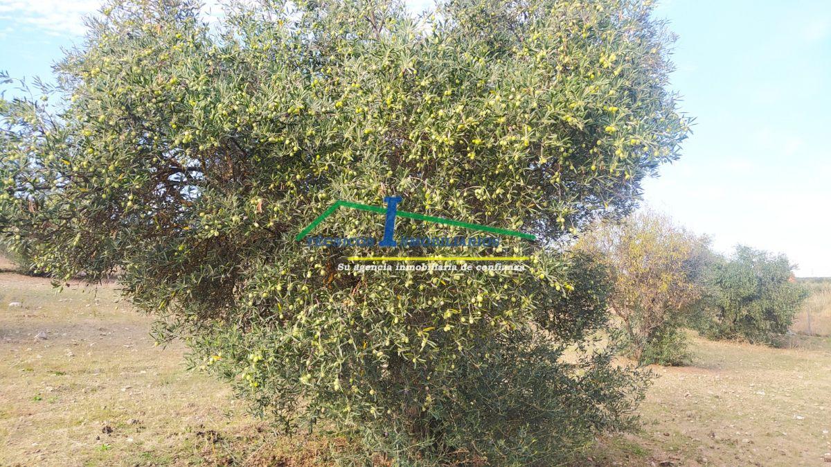 For sale of land in Mérida