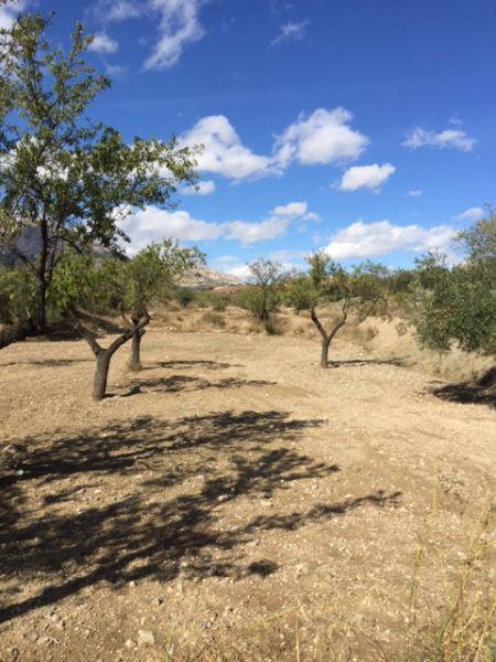 Venta de finca rústica en Vélez-Rubio