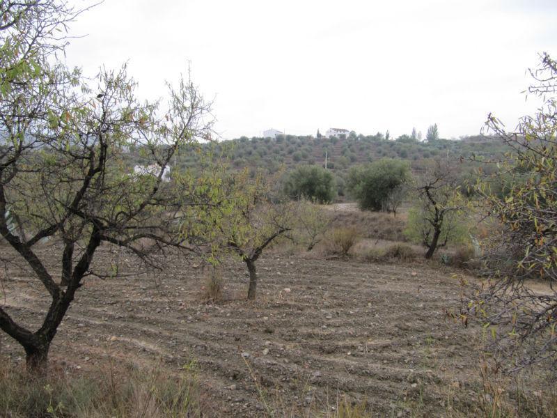 Venta de finca rústica en Vélez-Rubio