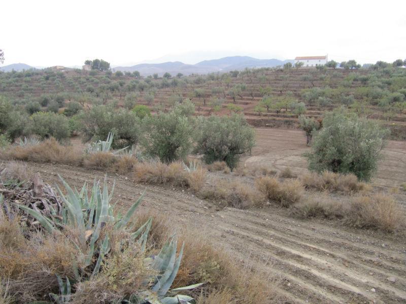 Venta de finca rústica en Vélez-Rubio