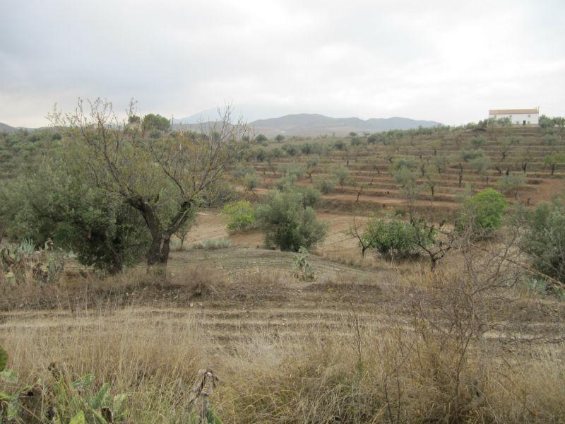 Venta de finca rústica en Vélez-Rubio