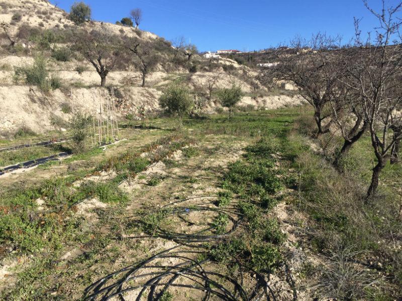 For sale of rural property in Vélez-Blanco