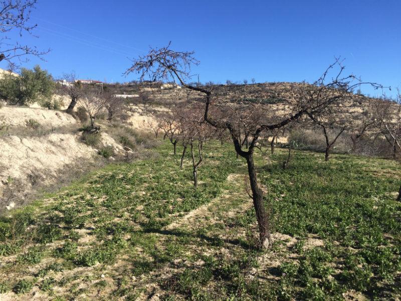 For sale of rural property in Vélez-Blanco