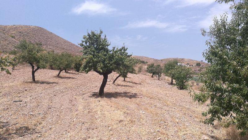 For sale of land in Taberno