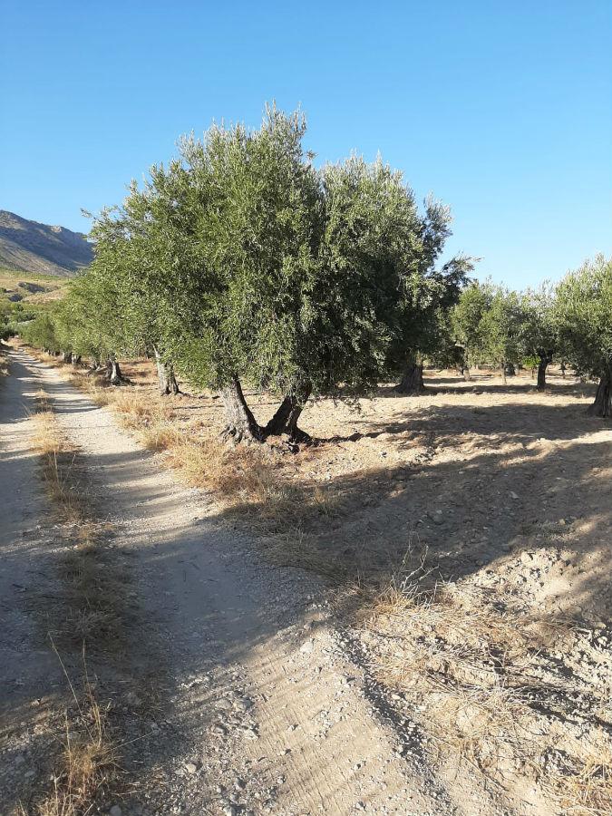 Venta de finca rústica en Vélez-Blanco