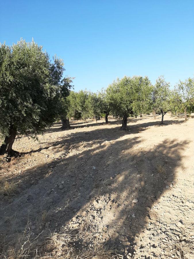 Venta de finca rústica en Vélez-Blanco