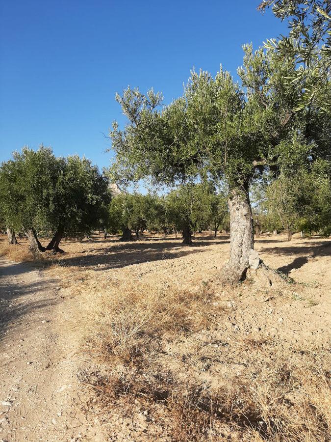 Venta de finca rústica en Vélez-Blanco