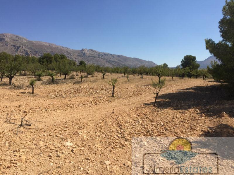 Venta de finca rústica en Chirivel