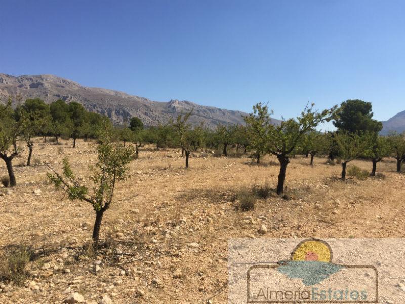 Venta de finca rústica en Chirivel