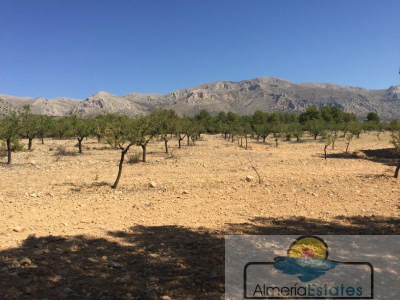 Venta de finca rústica en Chirivel