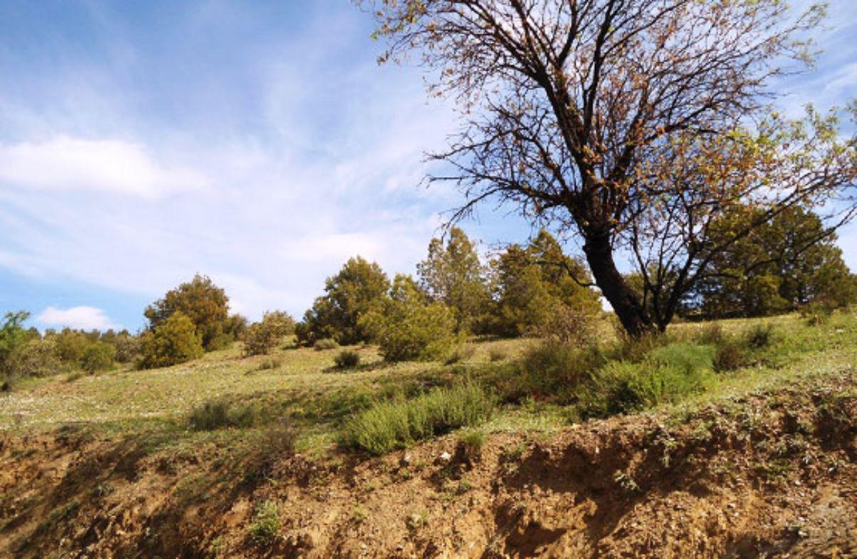 Venta de finca rústica en Vélez-Rubio