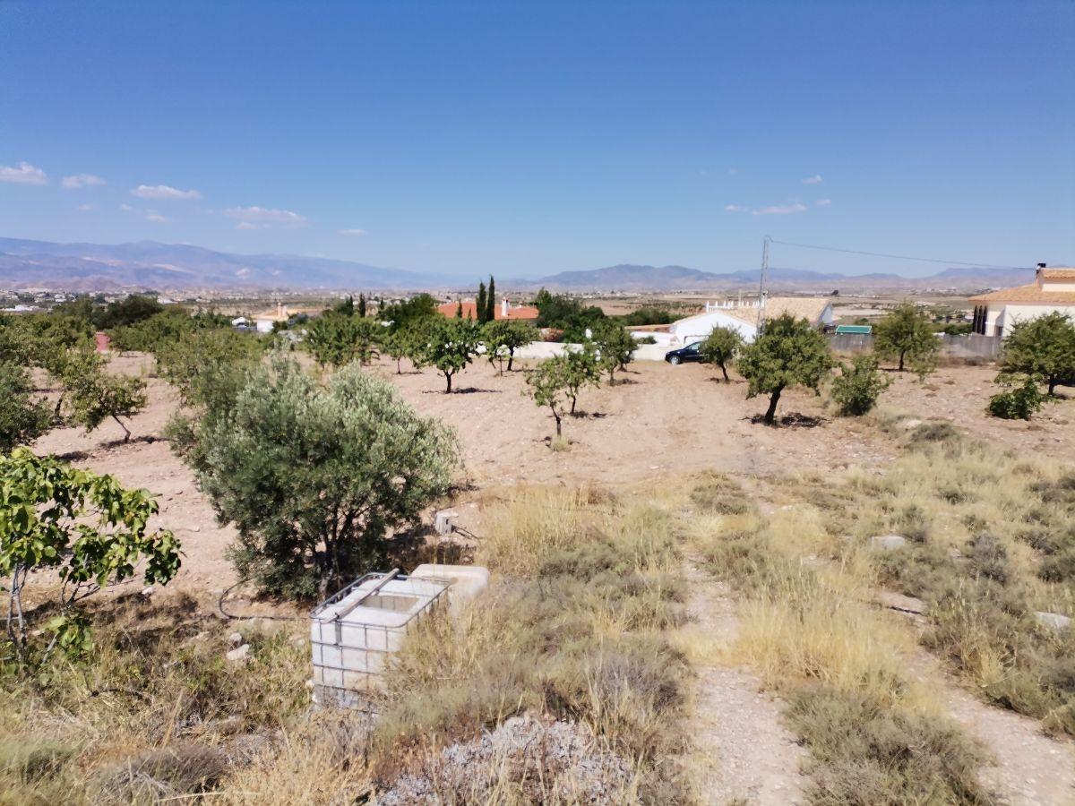 Alquiler de terreno en Albox