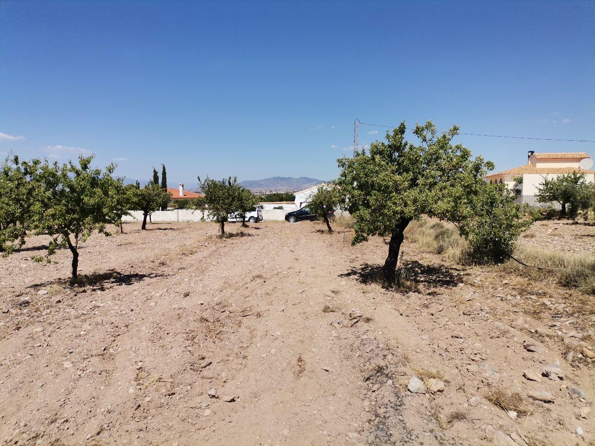 Alquiler de terreno en Albox