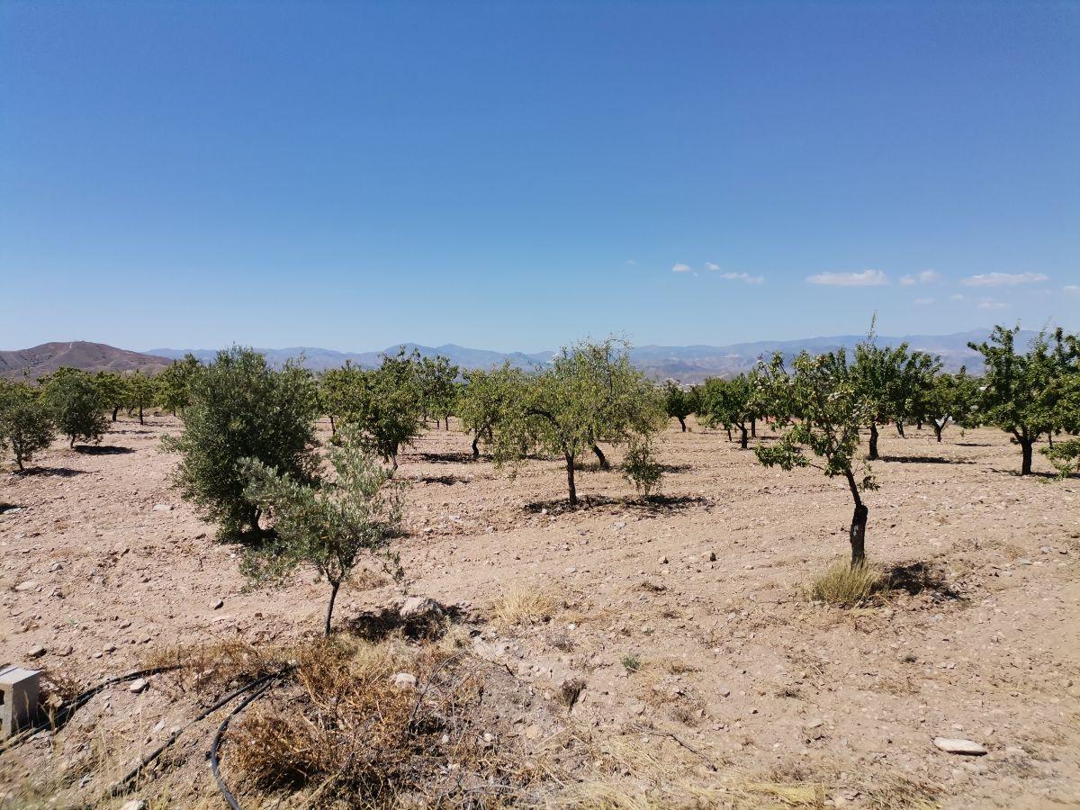 Alquiler de terreno en Albox
