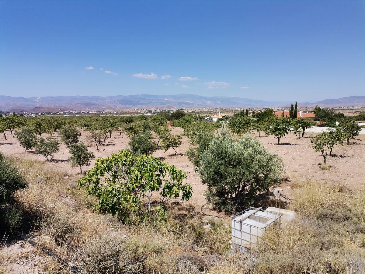 Alquiler de terreno en Albox