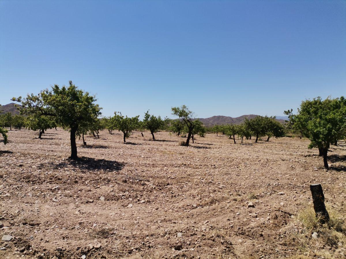 Alquiler de terreno en Albox
