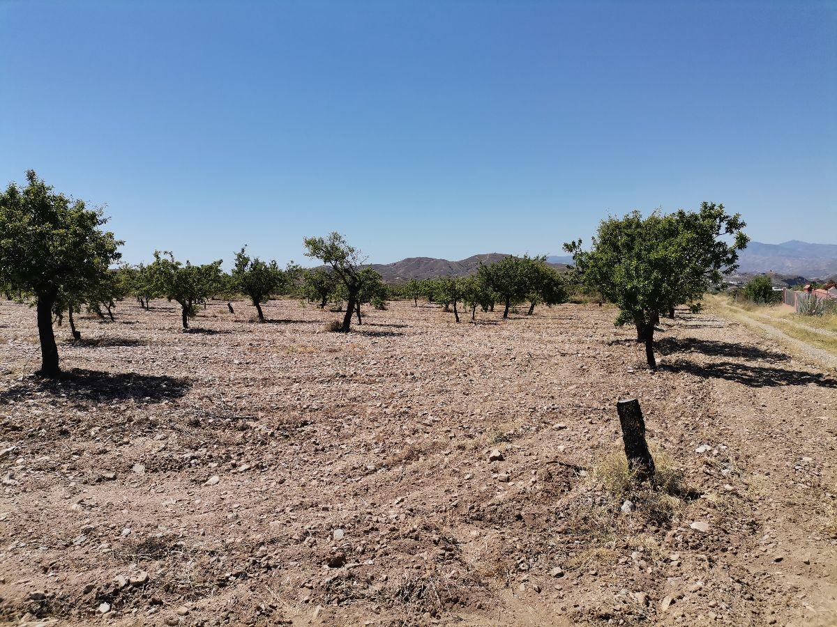 Alquiler de terreno en Albox