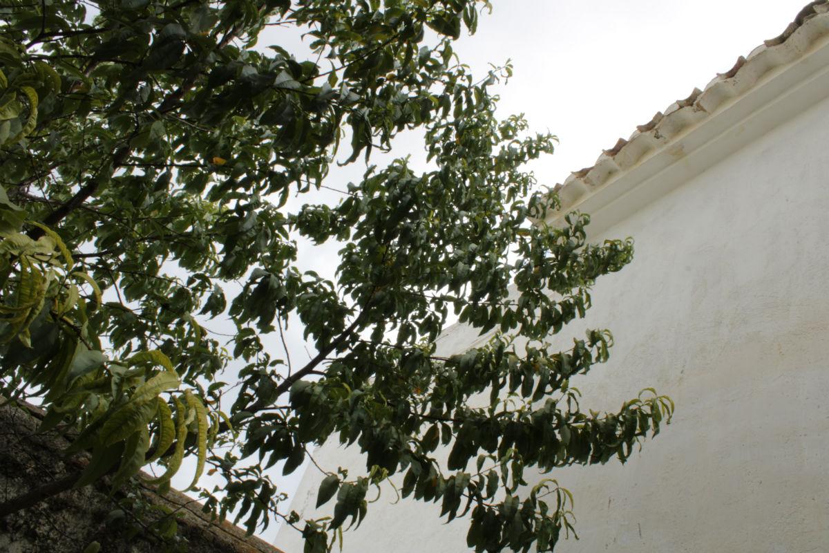 For sale of house in Vélez-Blanco