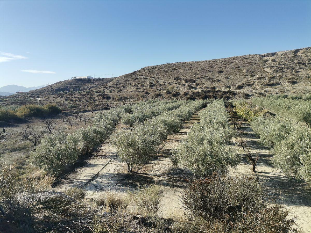 Venta de finca rústica en Albox