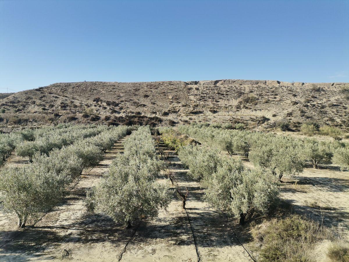 Venta de finca rústica en Albox