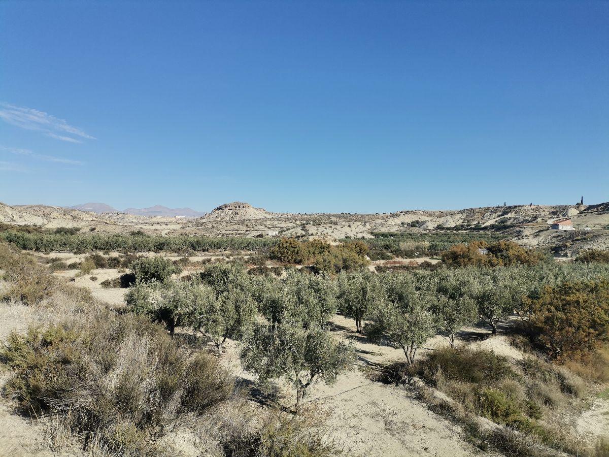 Venta de finca rústica en Albox