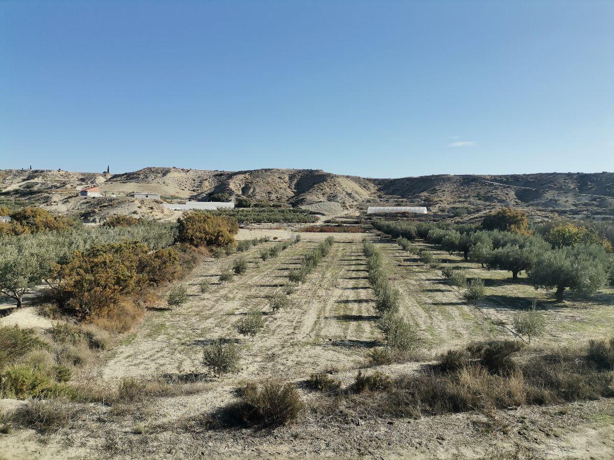 Venta de finca rústica en Albox