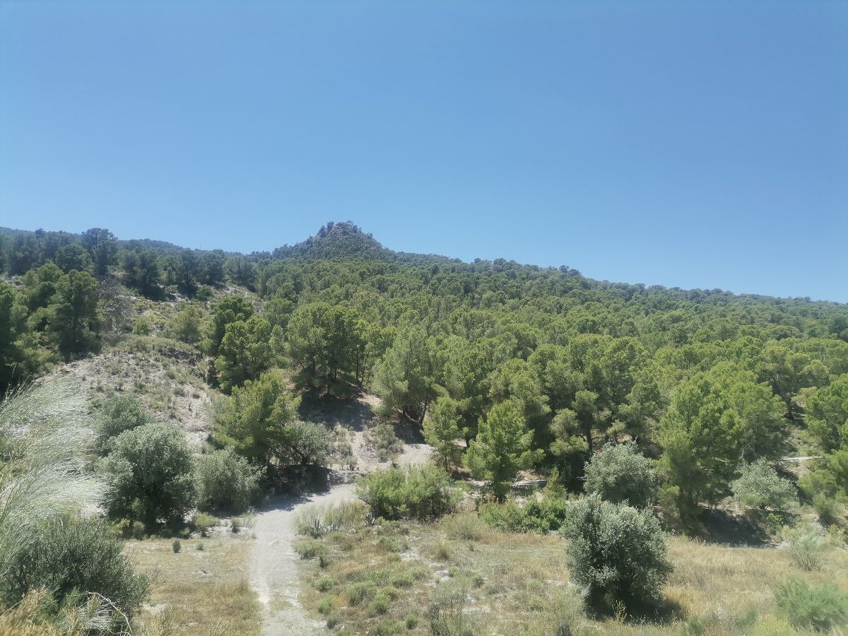 For sale of rural property in Cantoria