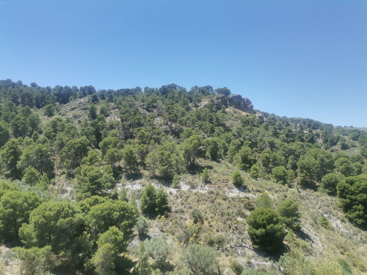 For sale of rural property in Cantoria