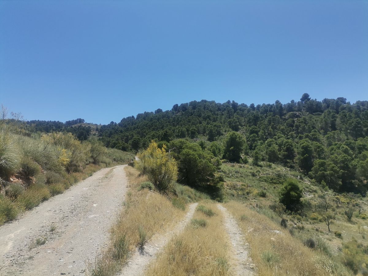 For sale of rural property in Cantoria