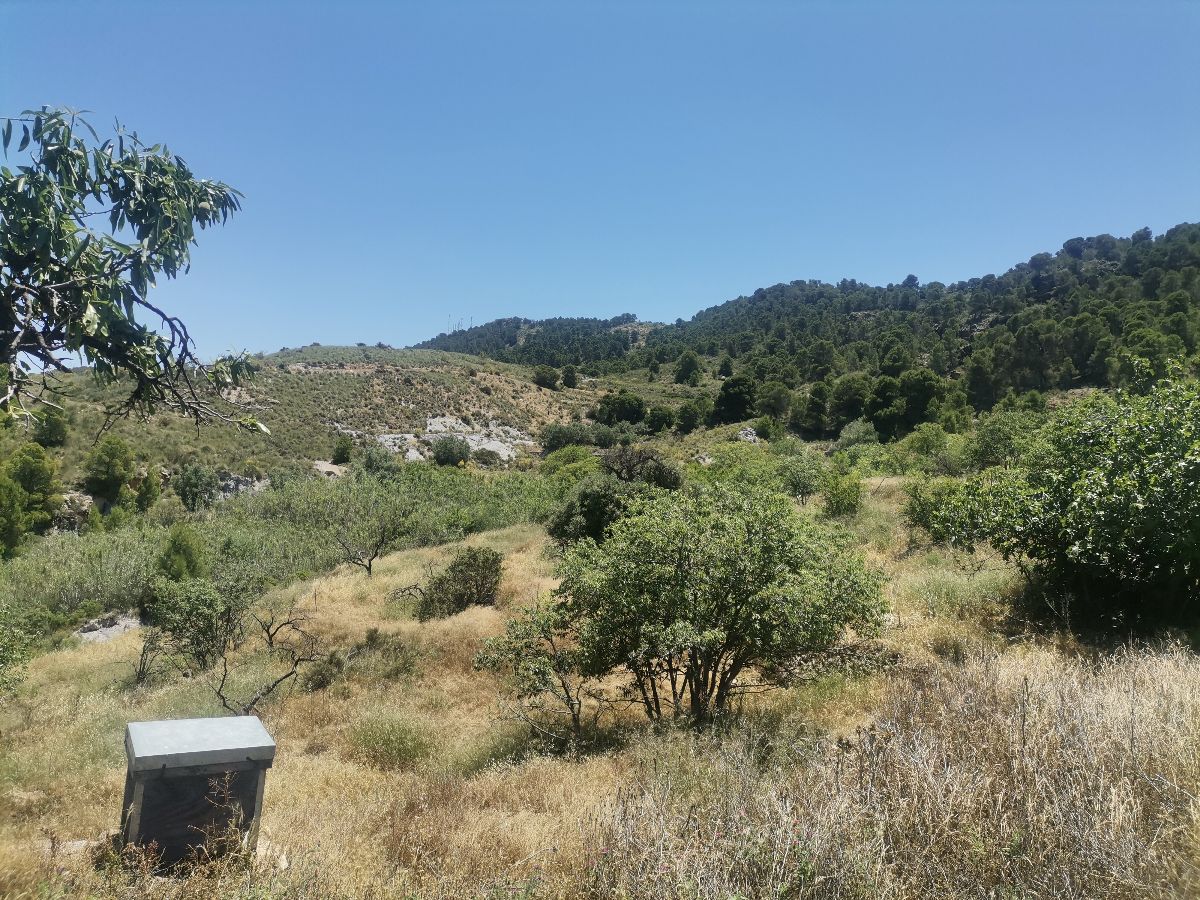 For sale of rural property in Cantoria