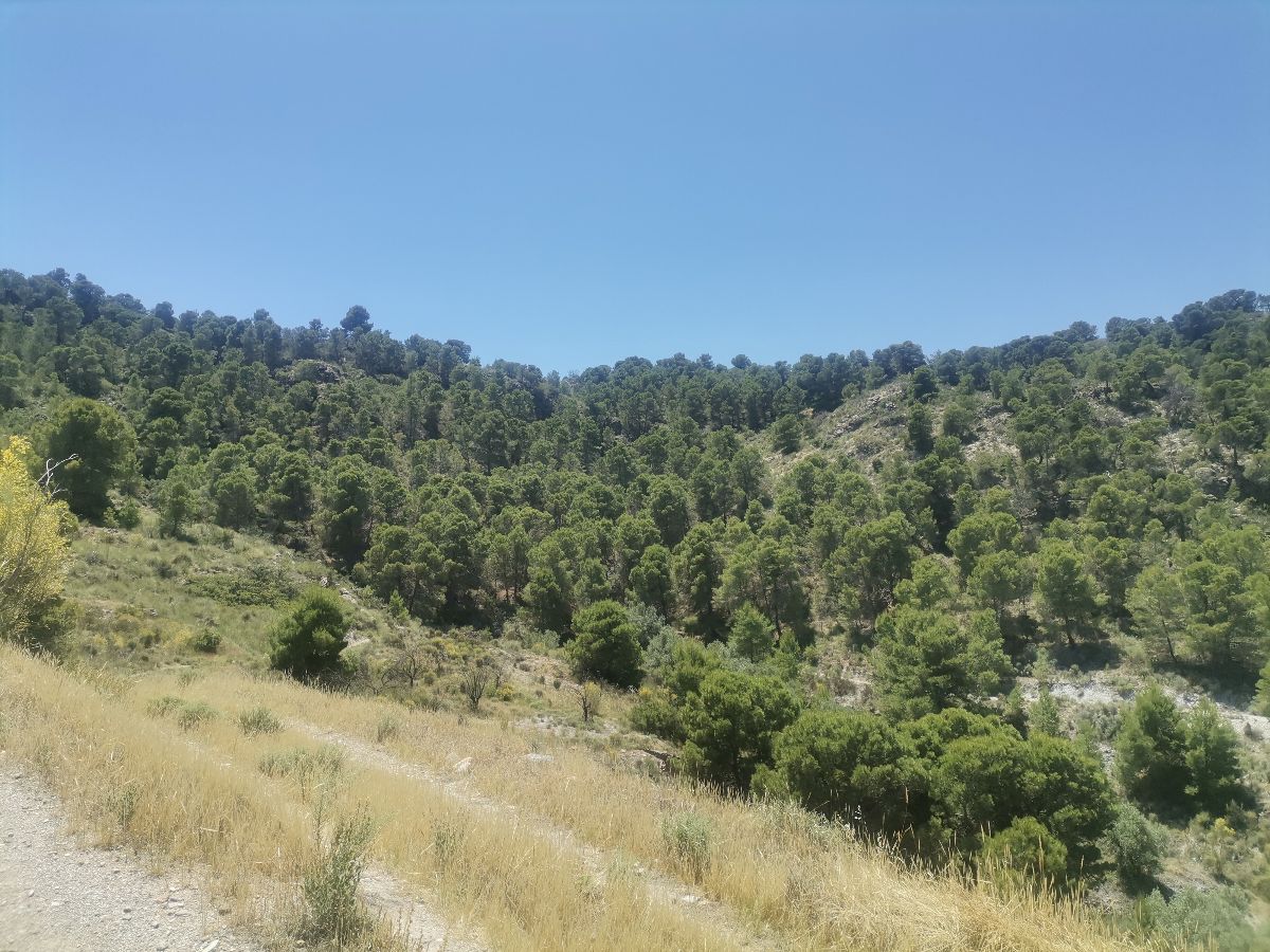 For sale of rural property in Cantoria