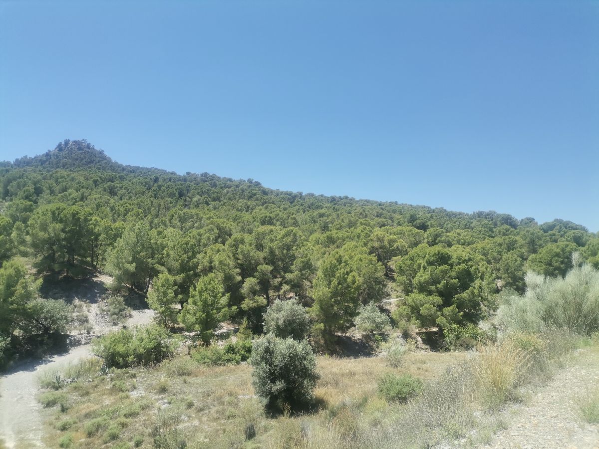For sale of rural property in Cantoria