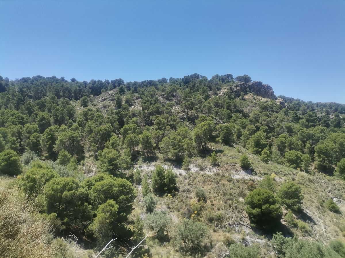For sale of rural property in Cantoria