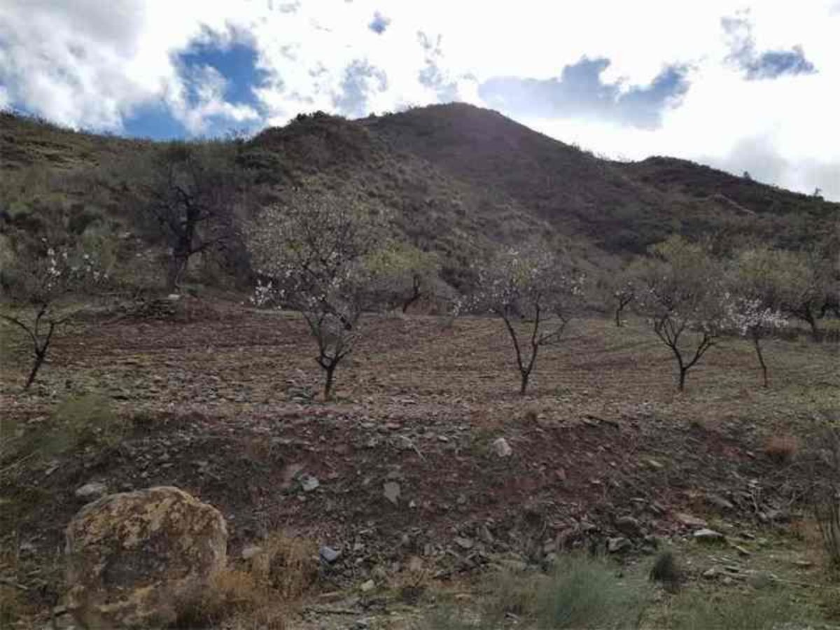 Venta de finca rústica en Albánchez