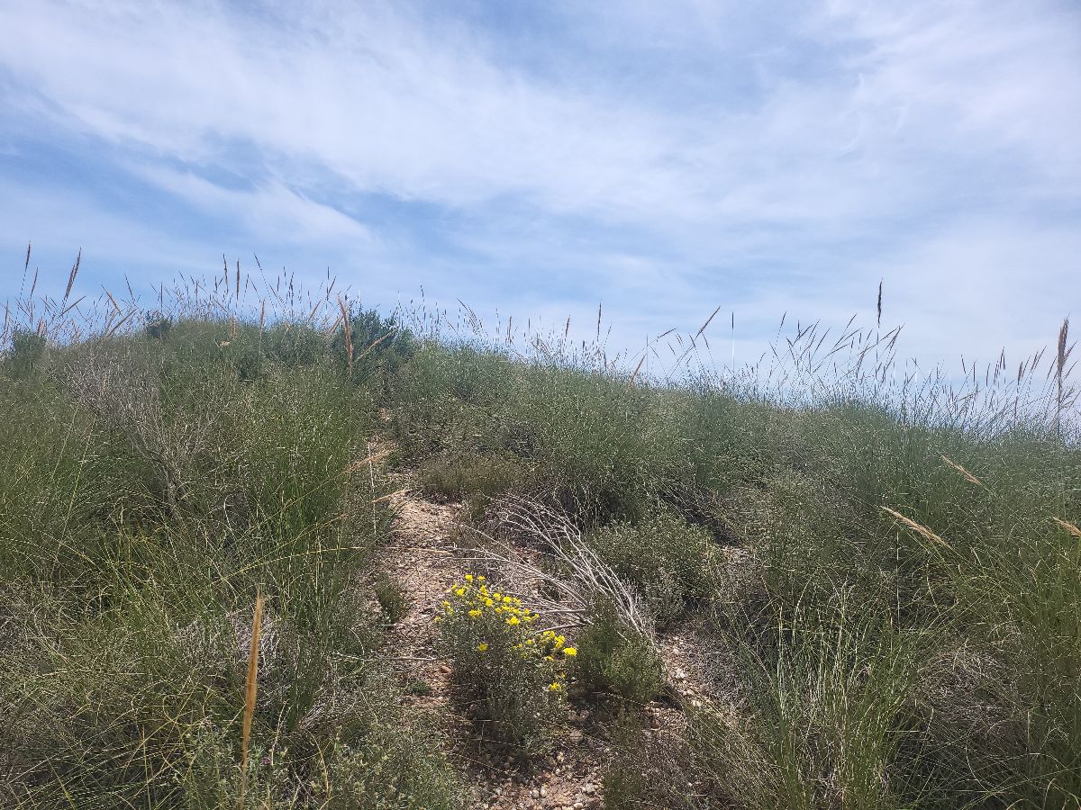 Venta de finca rústica en Sorbas