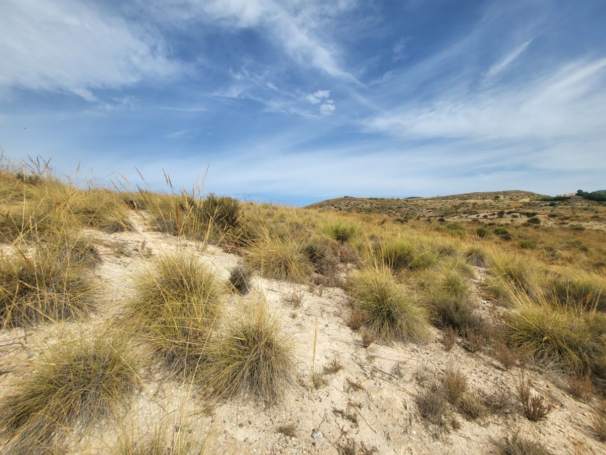 For sale of land in Purchena