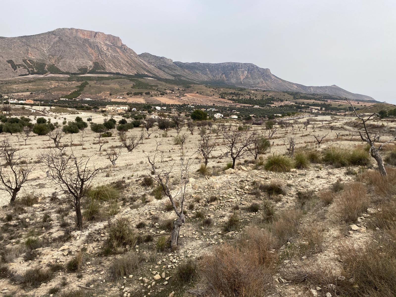 Venta de finca rústica en Vélez-Blanco