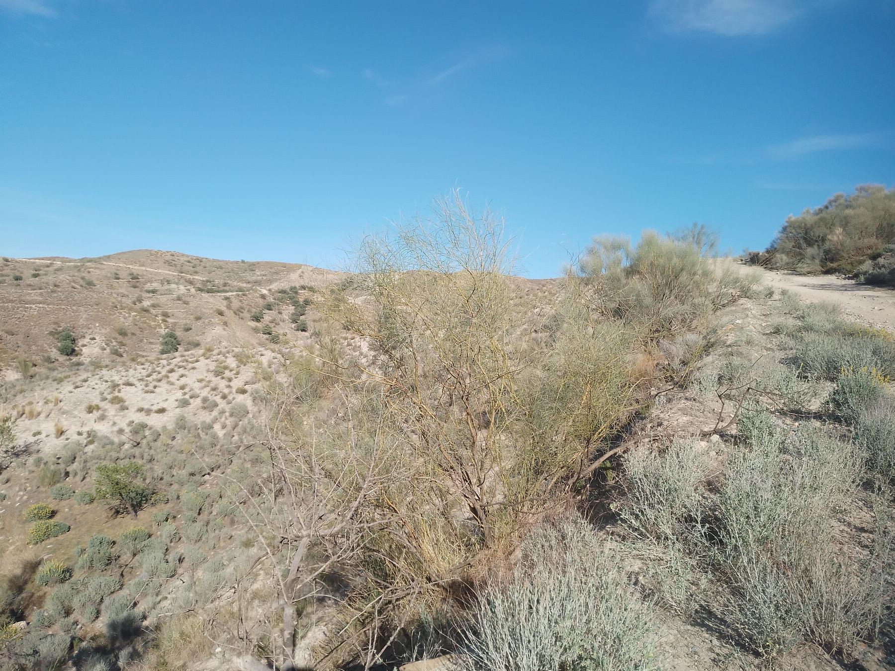 For sale of rural property in Cantoria