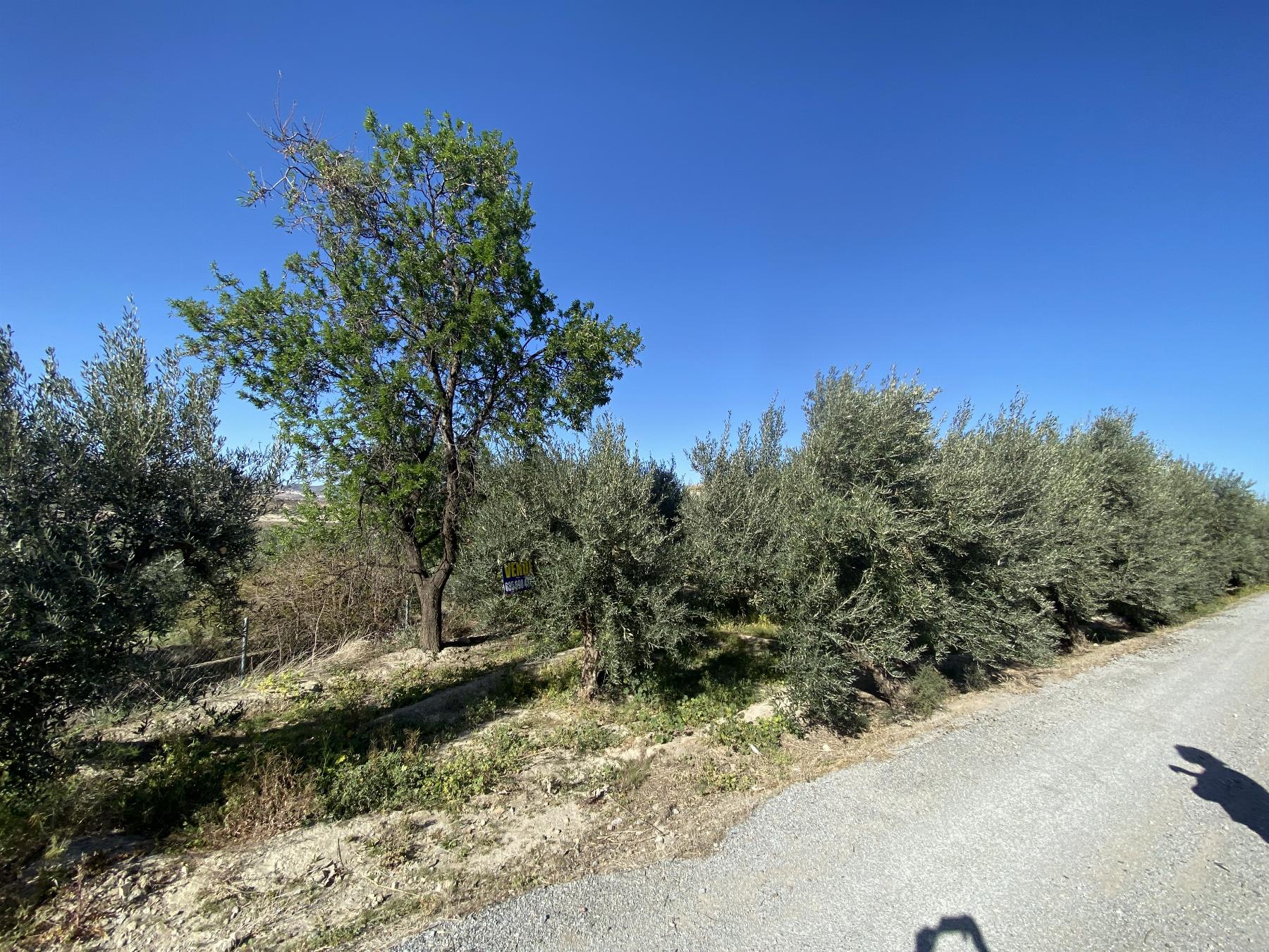 For sale of land in Tíjola