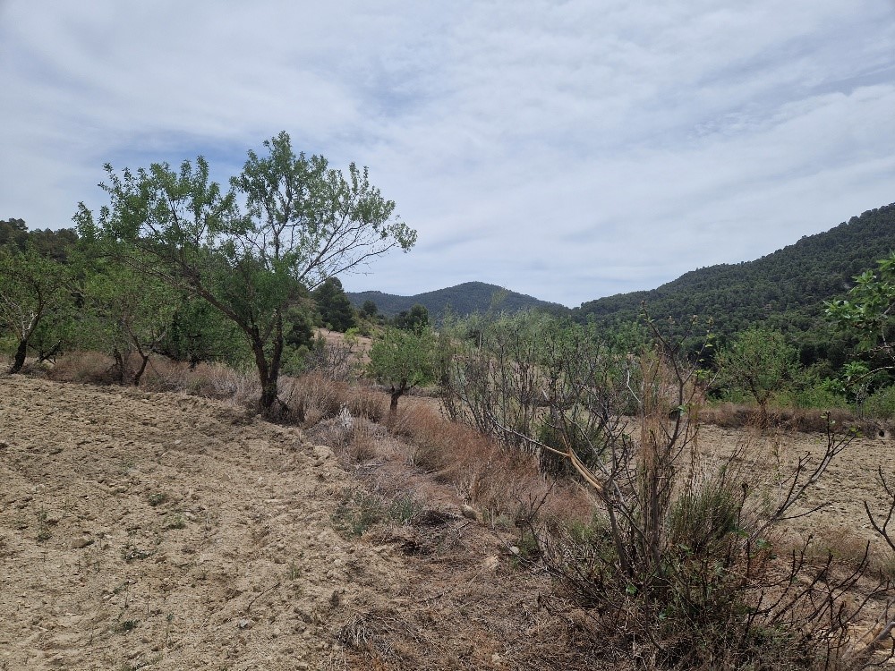 For sale of rural property in Oria