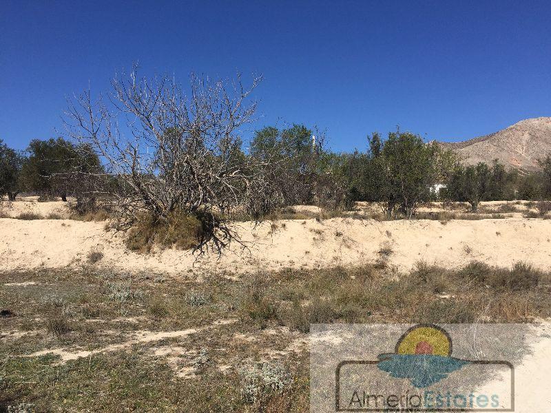 Venta de terreno en Vélez-Blanco