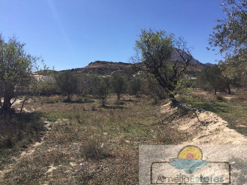 Venta de terreno en Vélez-Blanco