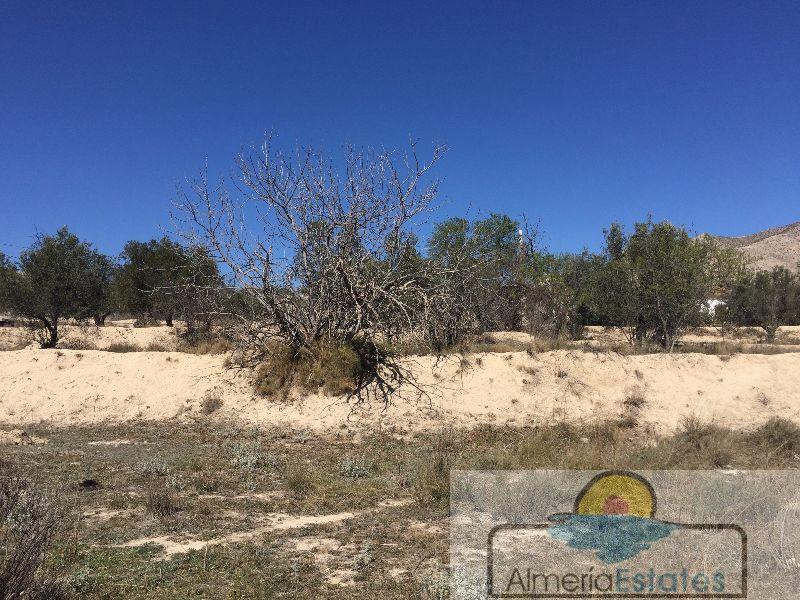 Venta de terreno en Vélez-Blanco